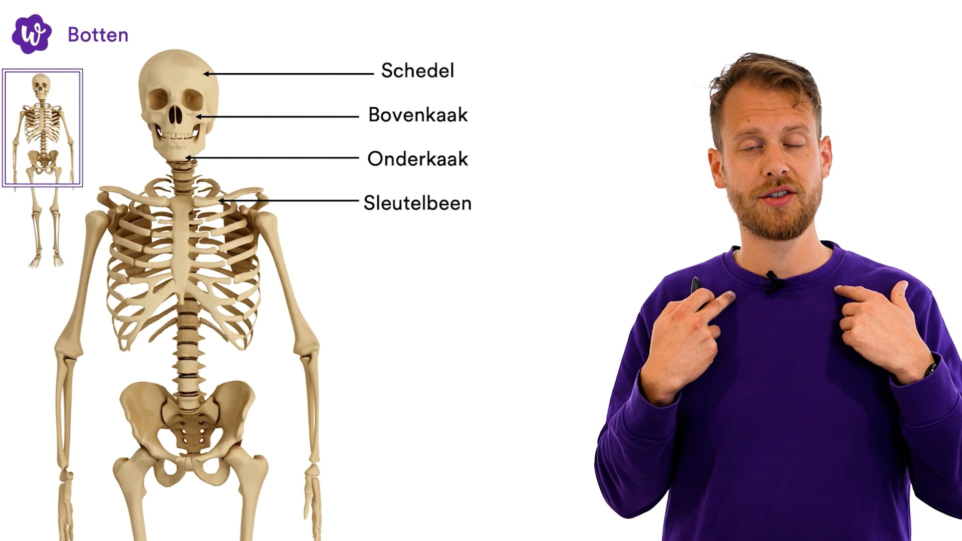 anatomie botten