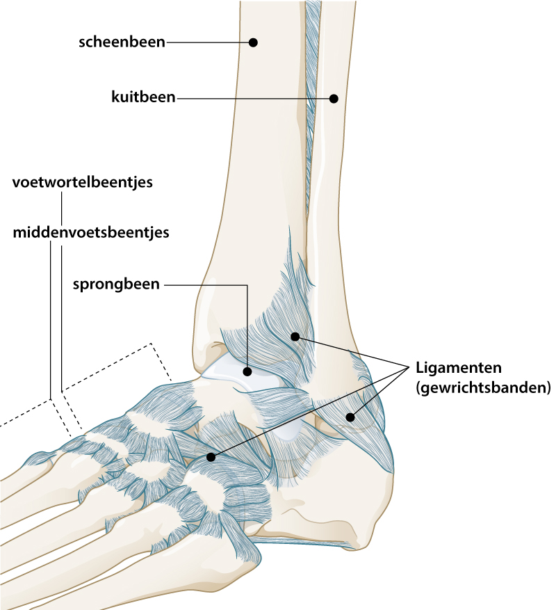 anatomie voet enkel