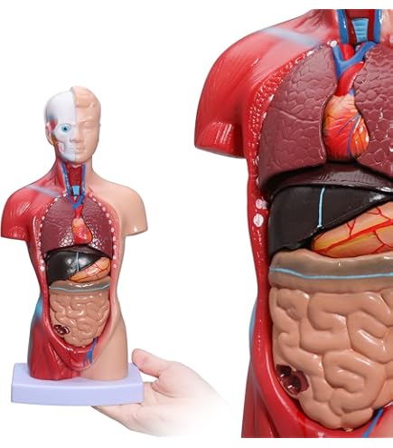 anatomiepop