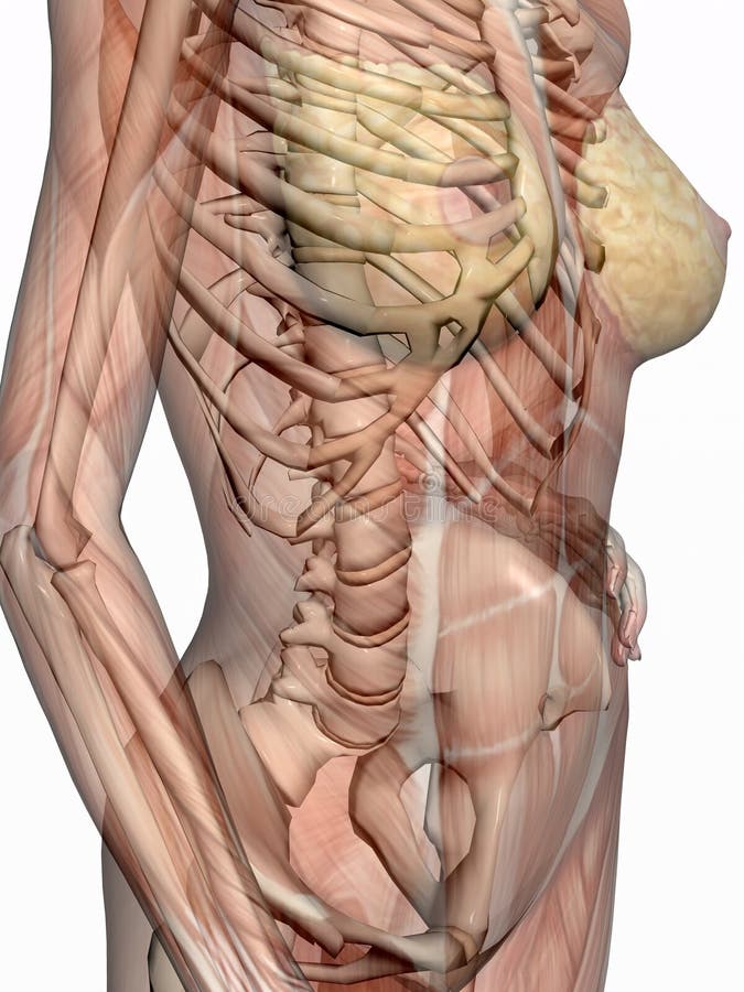 anatomisch skelet met spieren