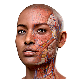 anatomy 3d online