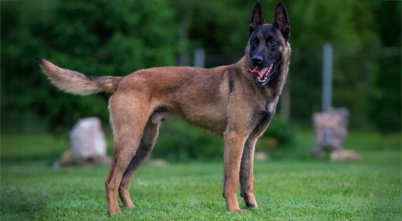 hoeveel botten heeft een hond