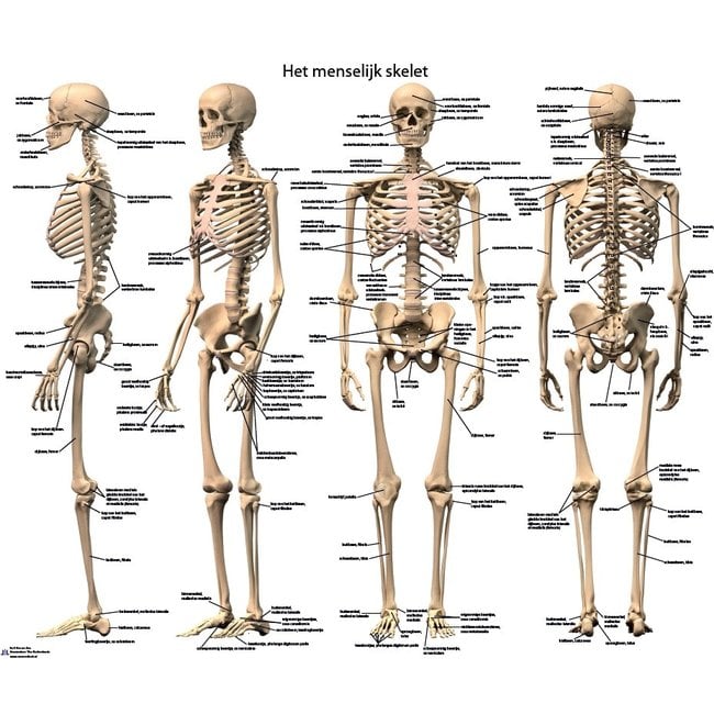 posters menselijk lichaam
