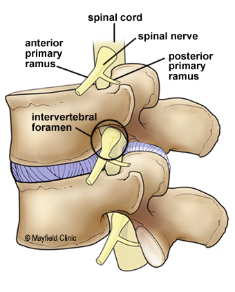 anatomie cervicale wervelkolom