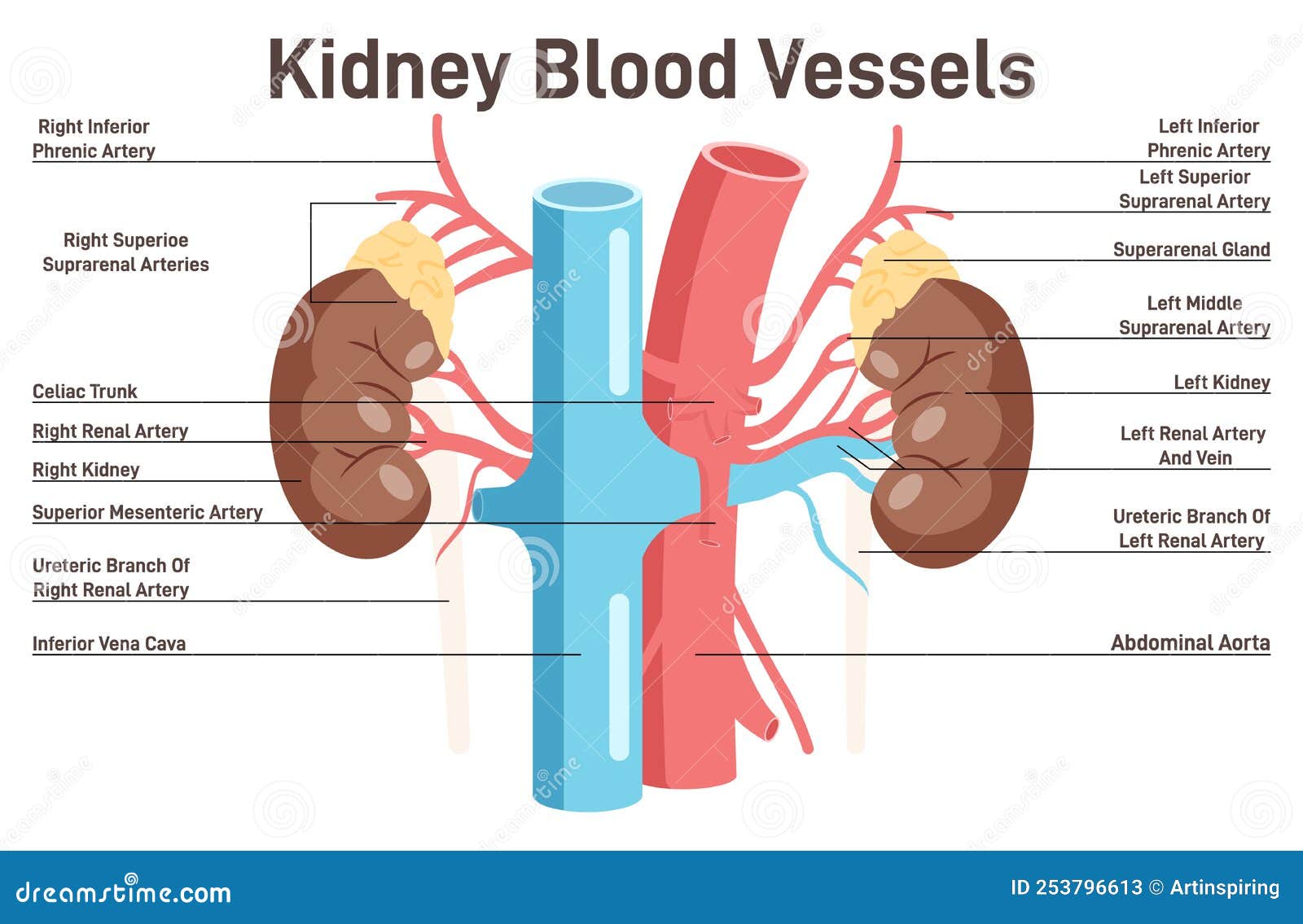bloedvaten benen anatomie