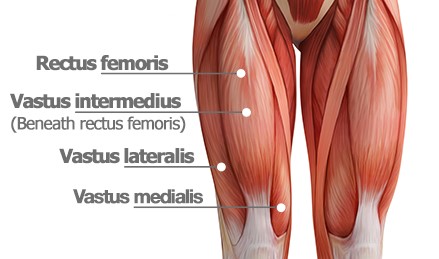 heup spieren anatomie