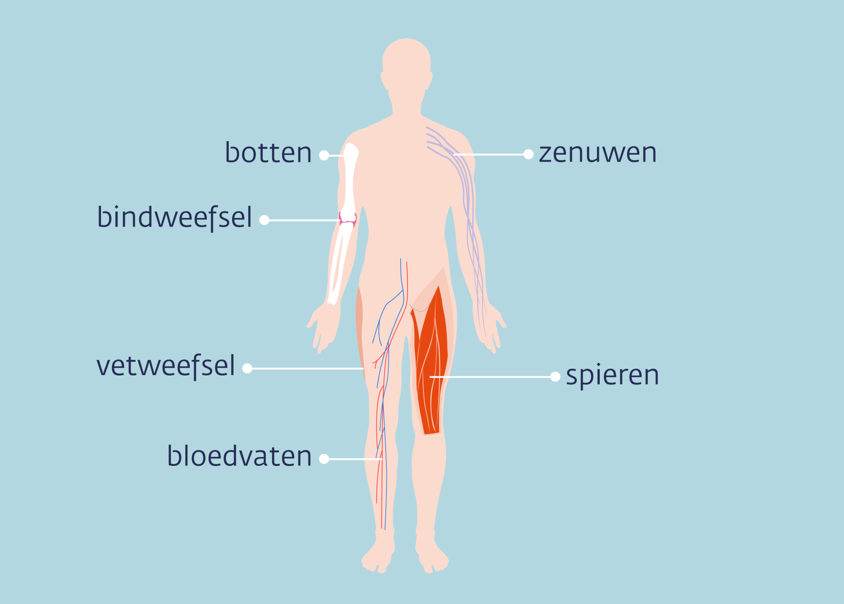 zenuwen been anatomie