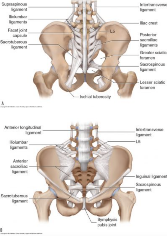 bekkenbodem anatomie