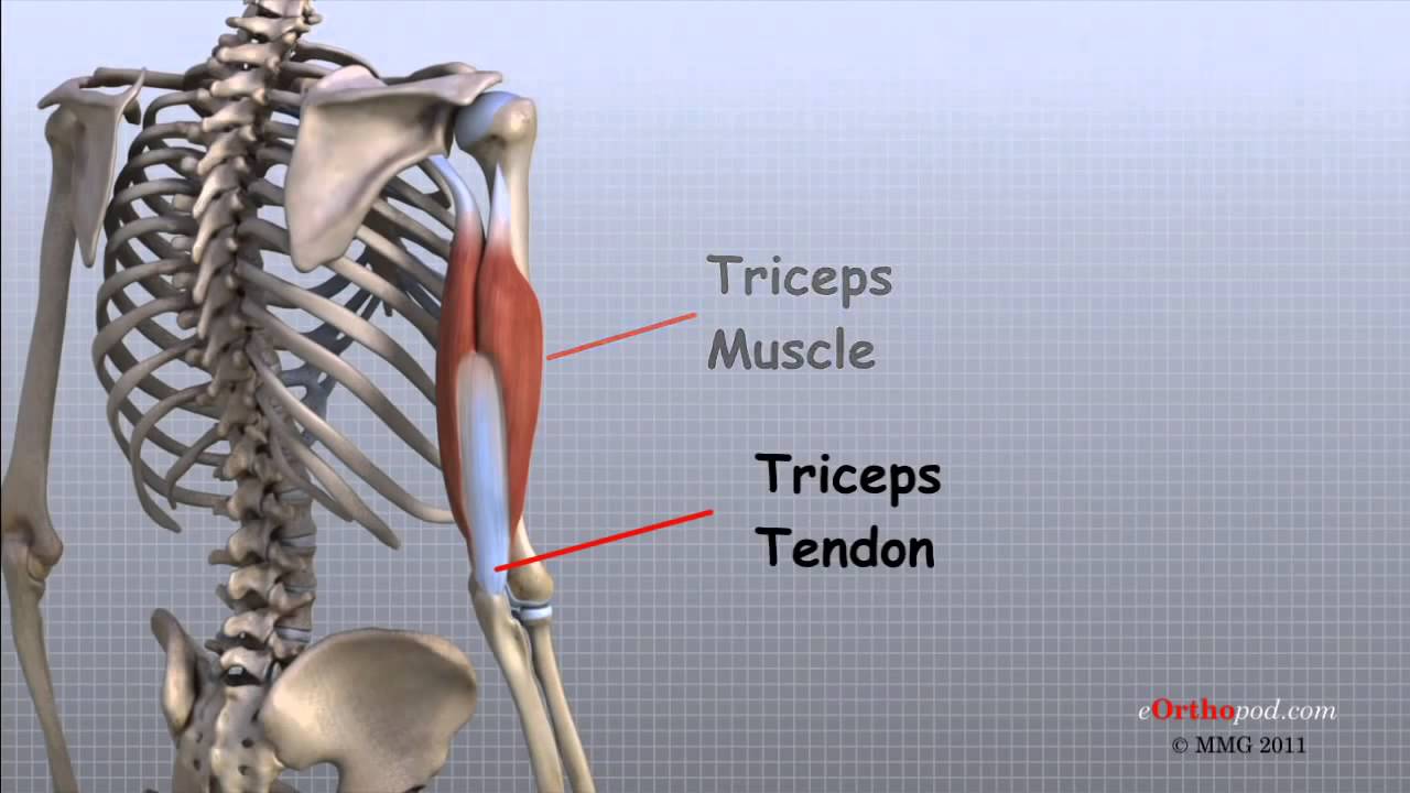 elleboog gewricht anatomie