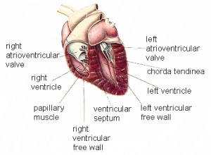 hart anatomie tekening