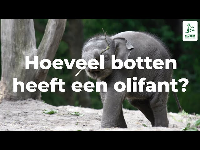 hoeveel botten heeft een baby