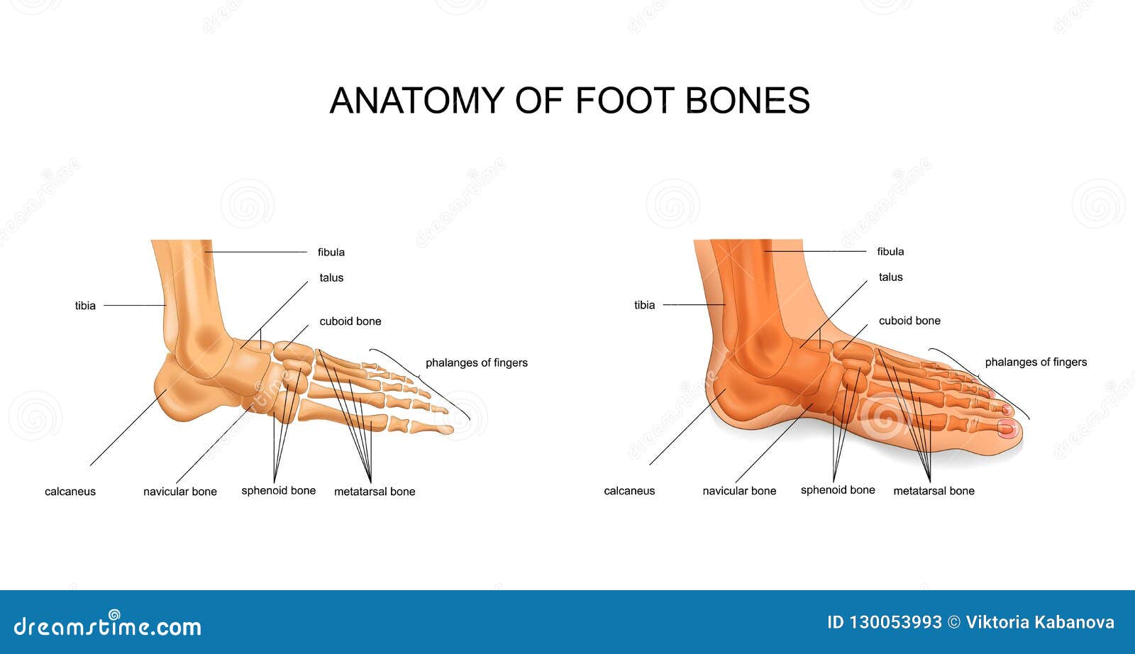 voetbeentjes anatomie