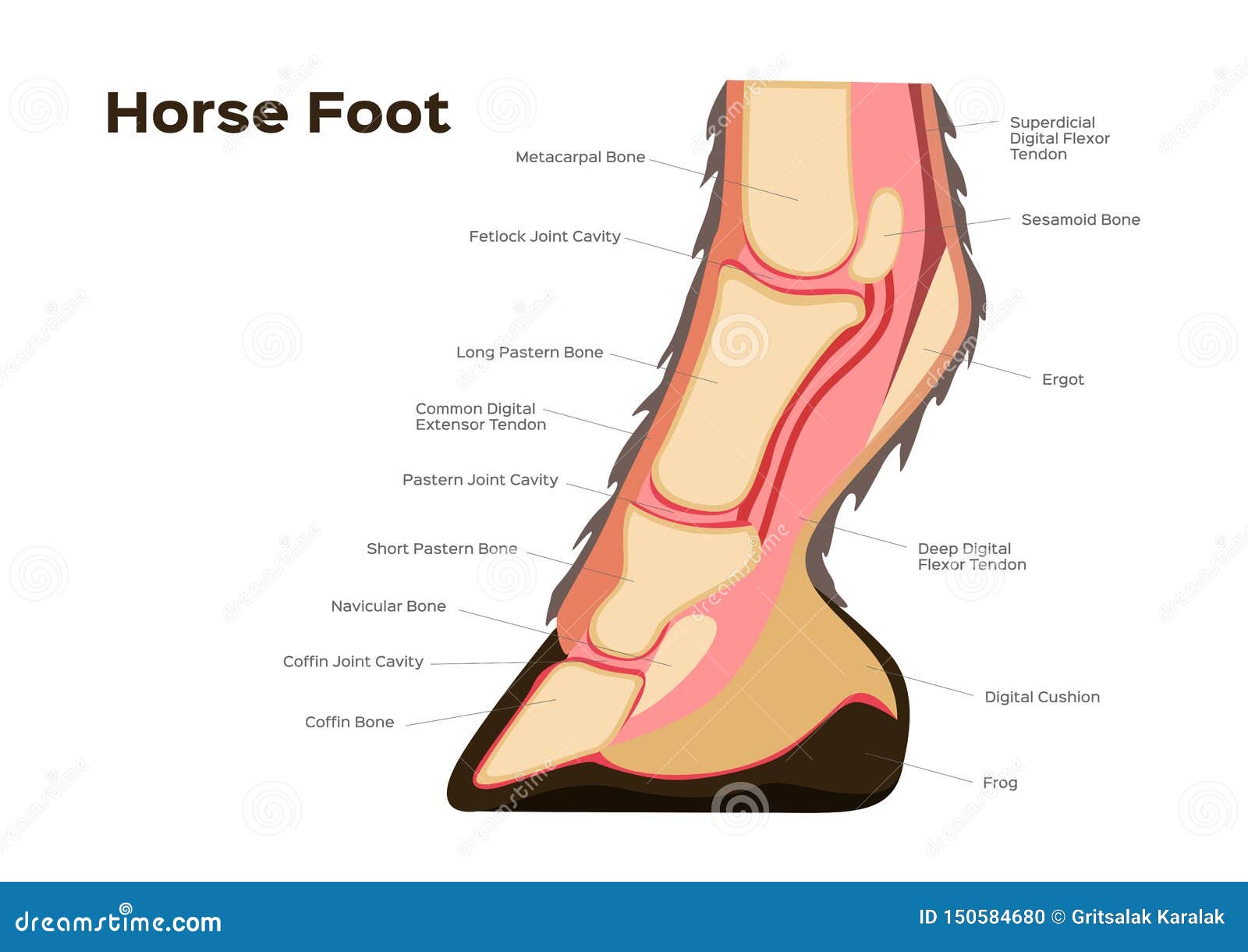 anatomie achterbeen paard