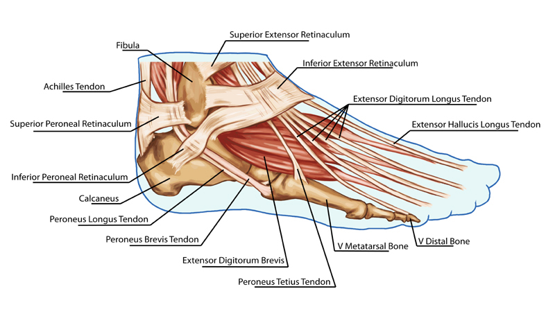 anatomie been botten