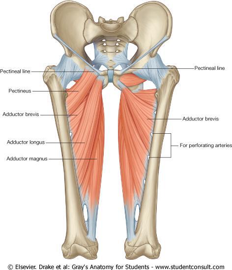 anatomie bekken spieren