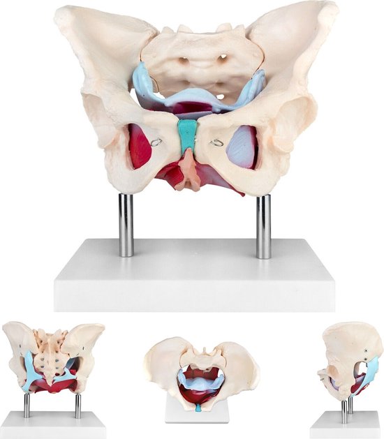 anatomie bekkenbodem