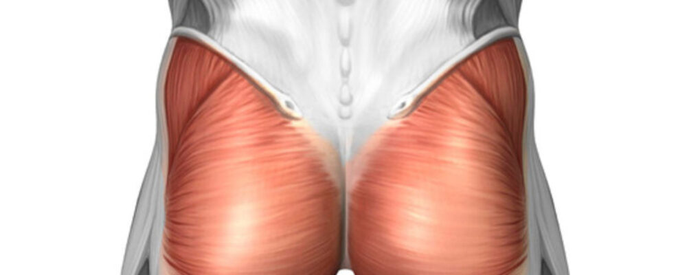 anatomie bilspieren