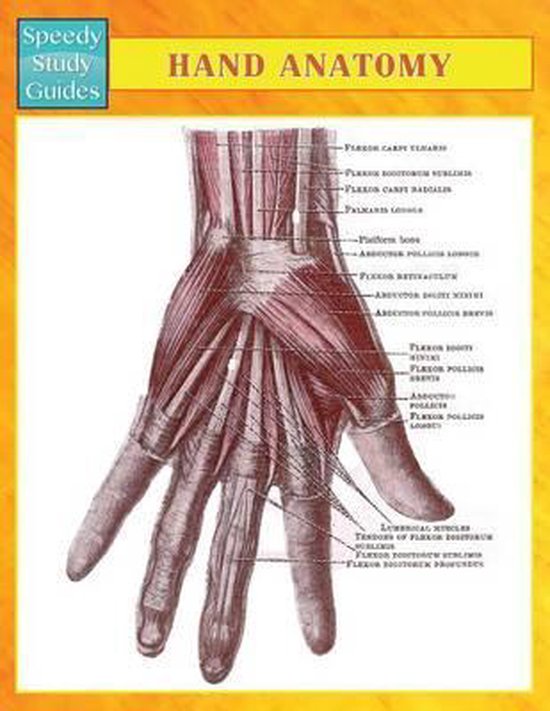 anatomie binnenkant hand