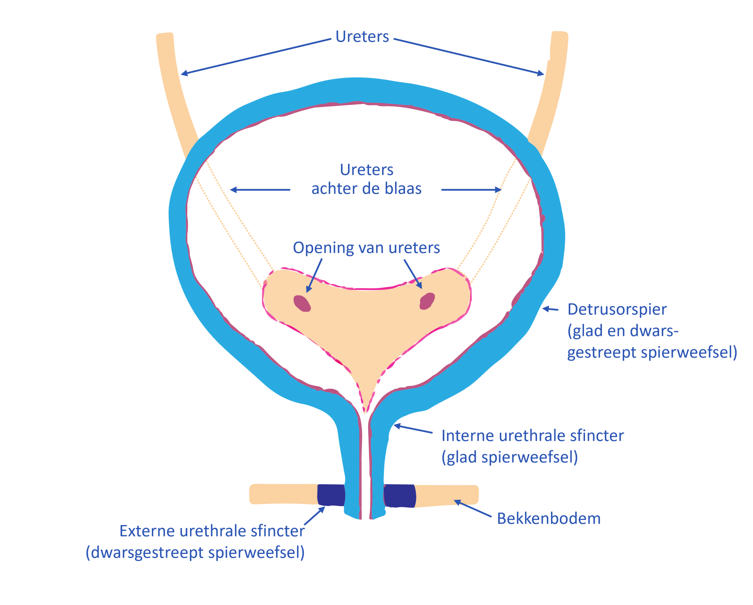 anatomie blaas