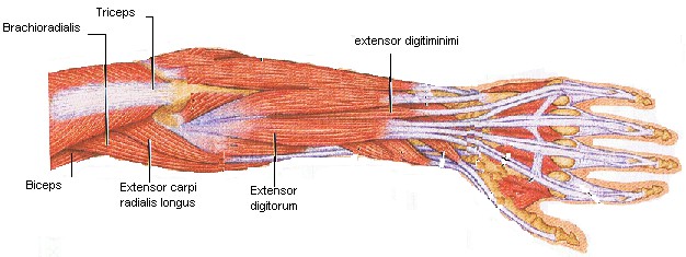 anatomie elleboog spieren