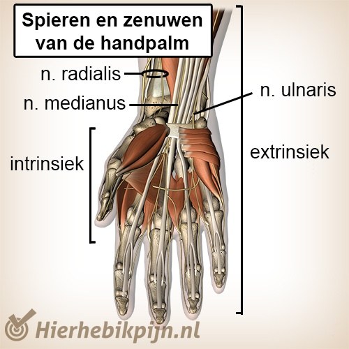 anatomie hand zenuwen