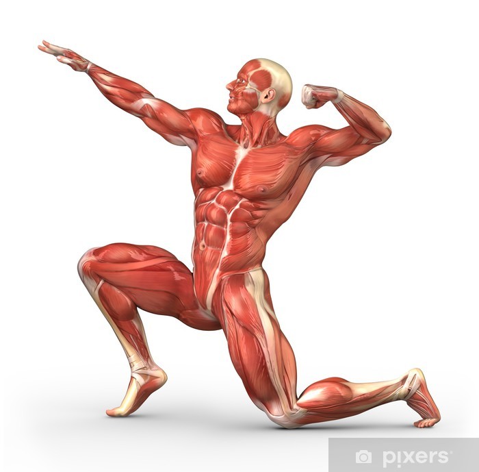 anatomie lichaam man