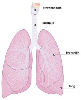 anatomie long