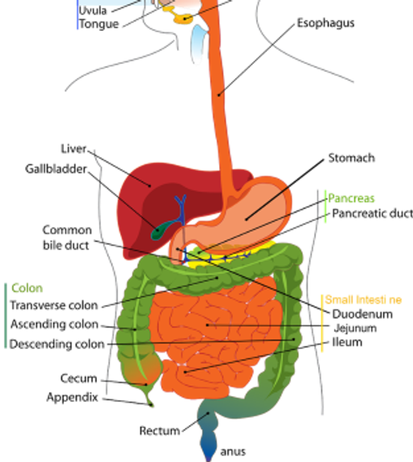 anatomie onderbuik
