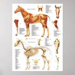anatomie paard spieren