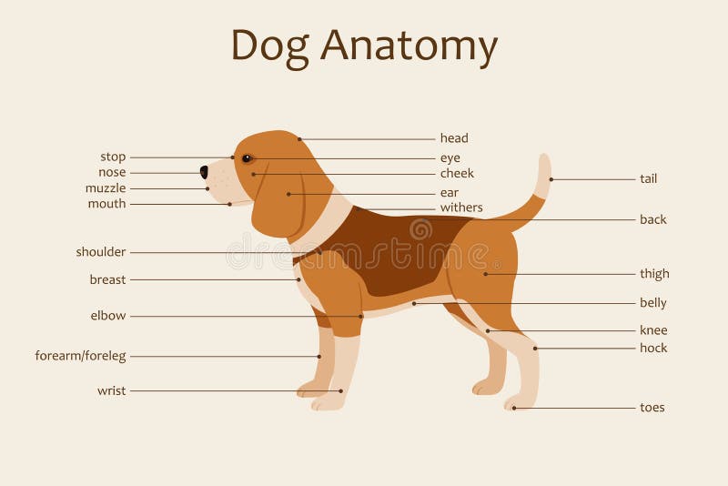 anatomie poot hond