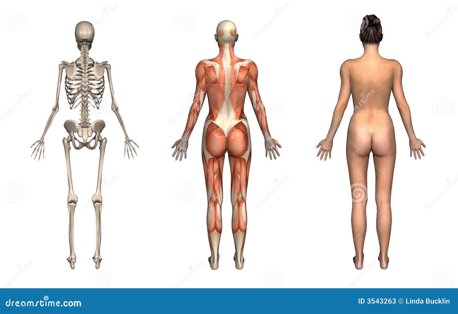 anatomie rug vrouw
