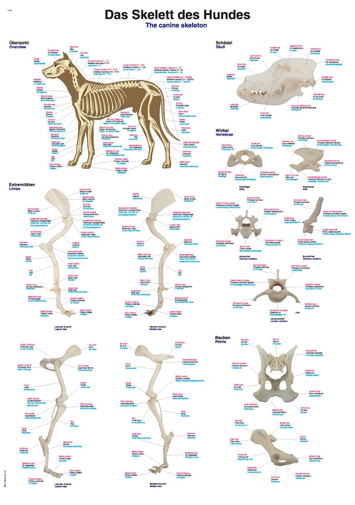 anatomie skelet hond