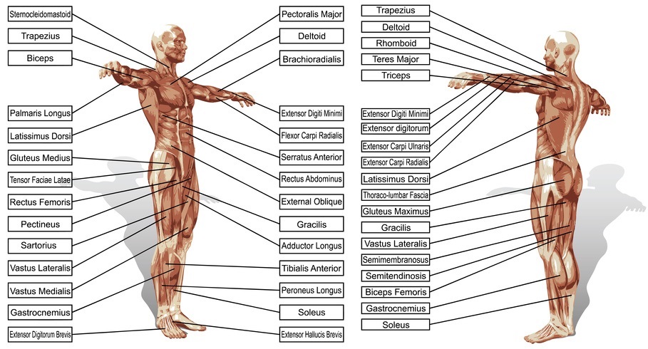 anatomie spieren bovenbeen