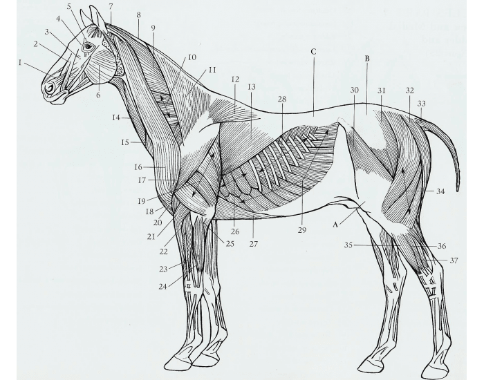 anatomie spieren paard