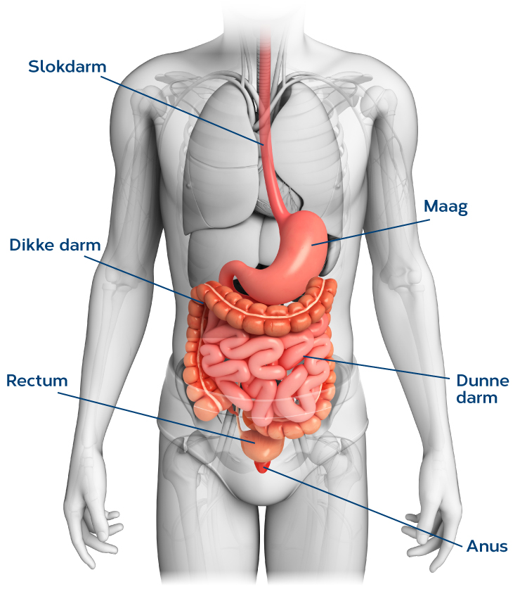 anatomie spijsvertering