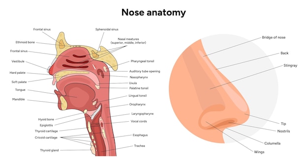 anatomie van de neus