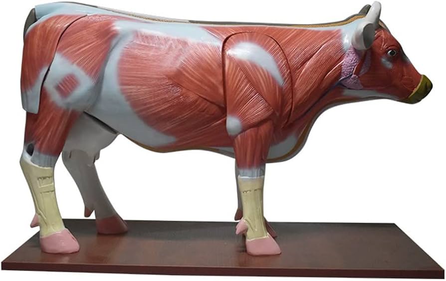anatomie van een koe