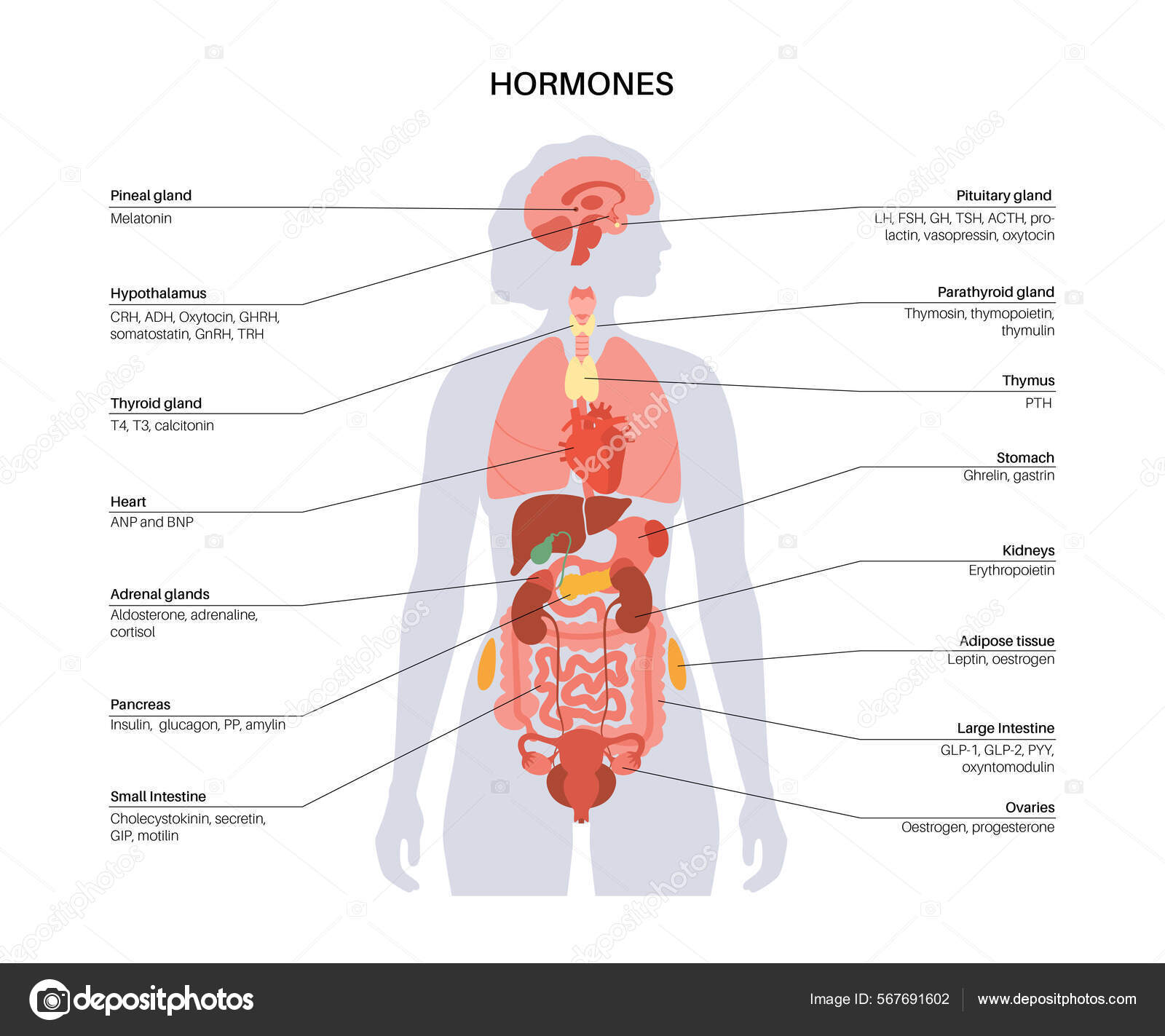 anatomie vrouwelijk lichaam