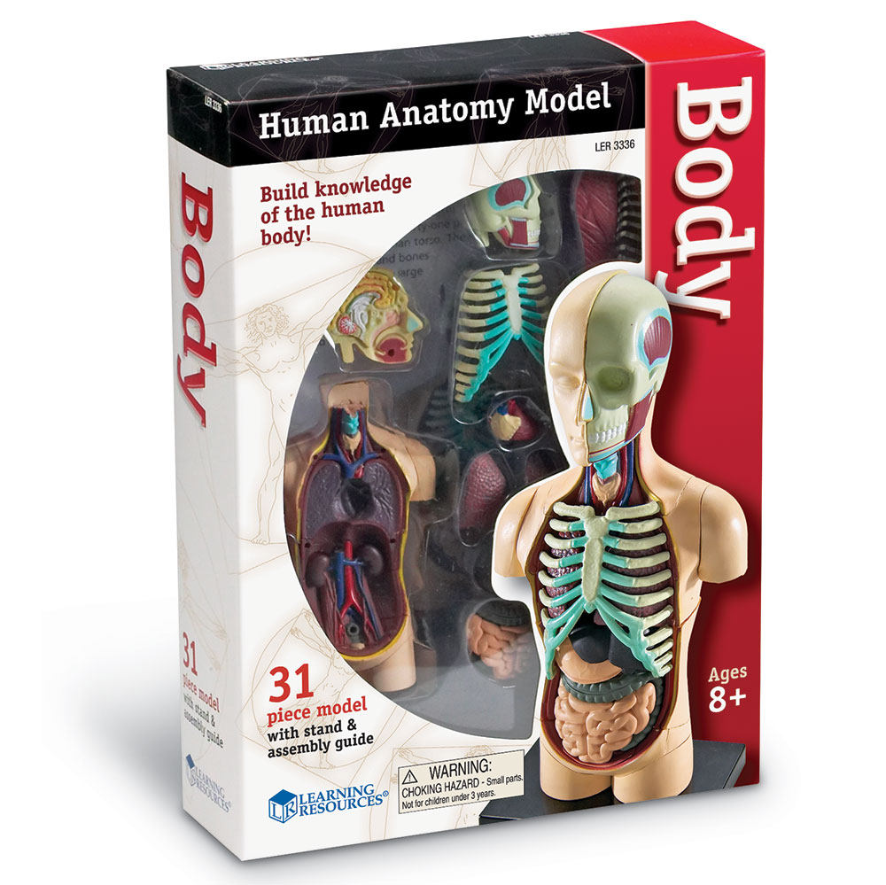anatomiemodel
