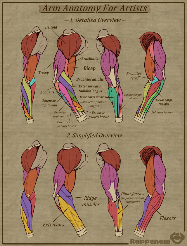 armspieren anatomie