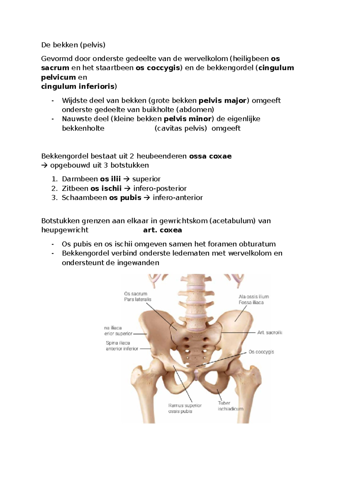 bekkengordel anatomie