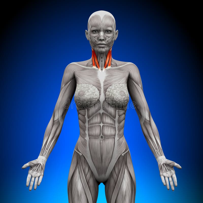 anatomie hals vrouw