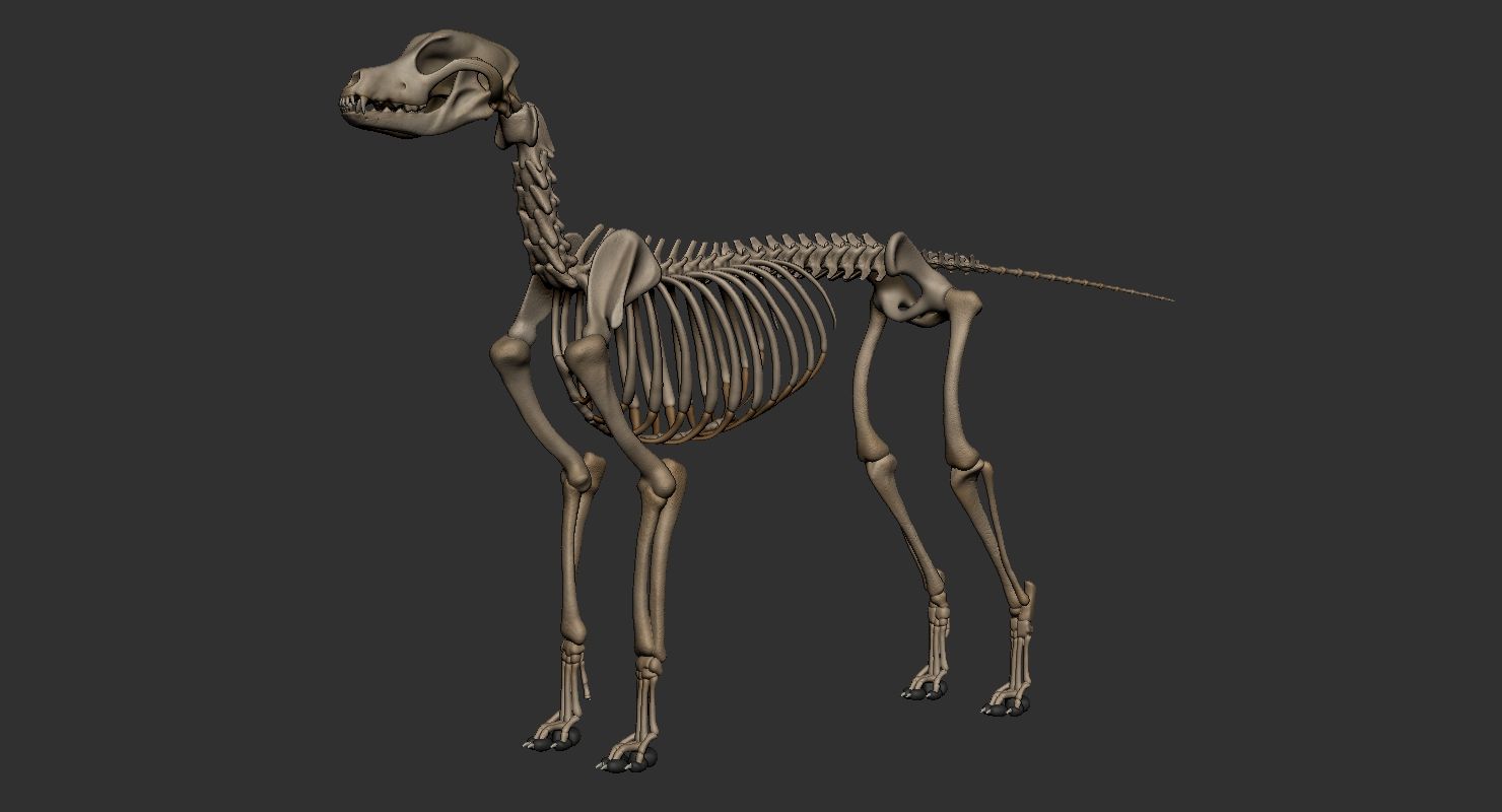 anatomie hond skelet