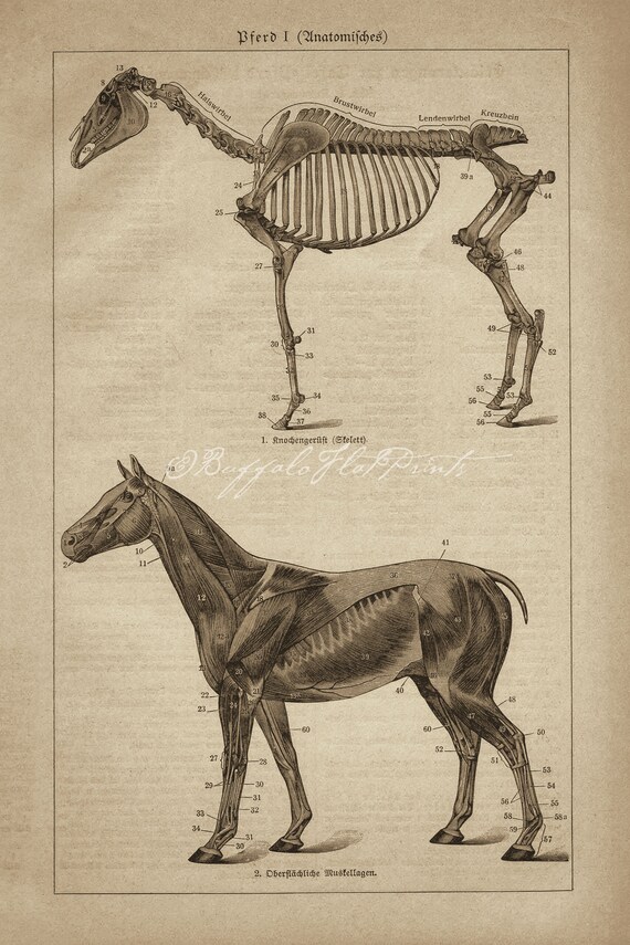anatomie skelet paard