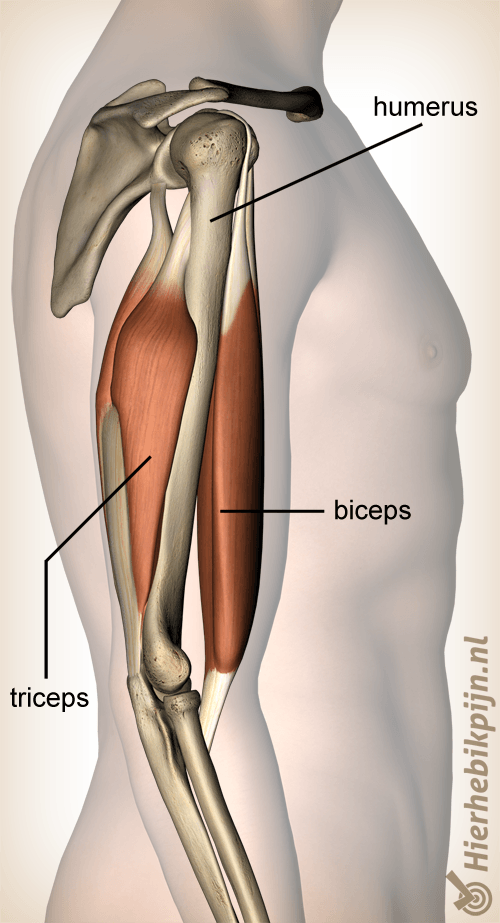 anatomie spieren arm