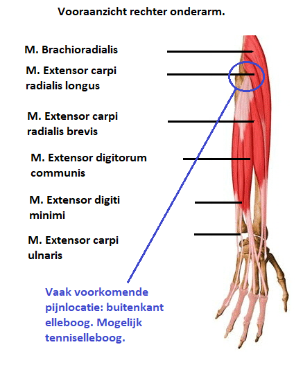 anatomie spieren onderarm