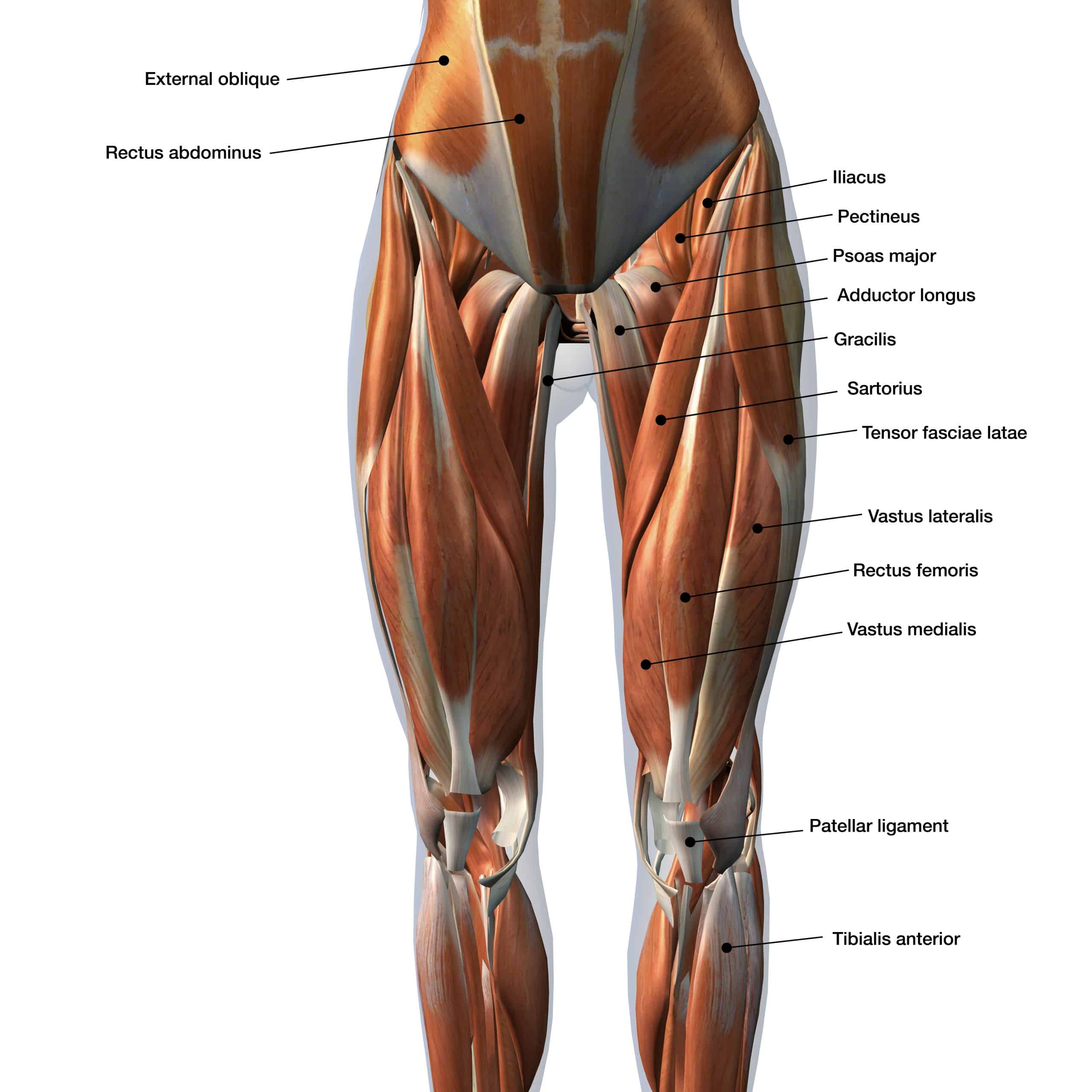anatomie spieren onderbeen