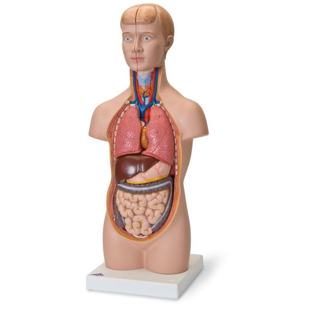 anatomie torso