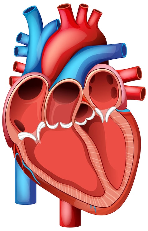 hart anatomisch