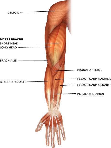 spieren arm anatomie